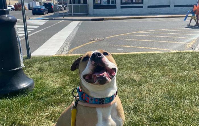 Chase the dog out on a Dog Day Out adventure