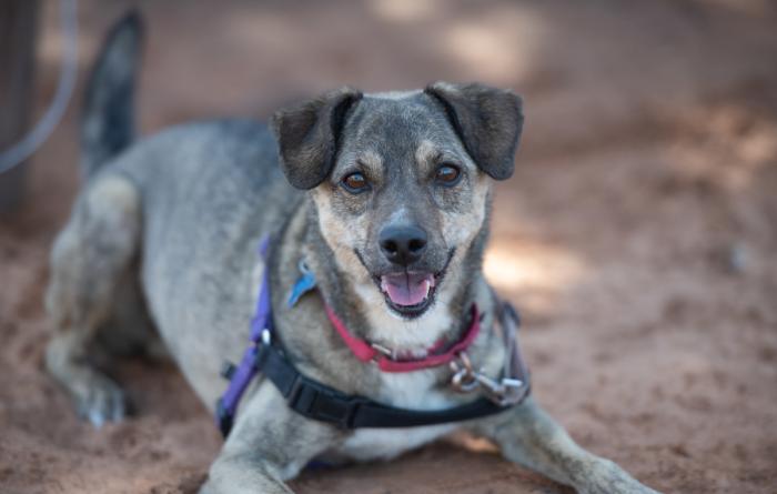 Dog wearing a harness lying on sand