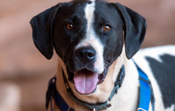 Boston the dog wearing a blue harness