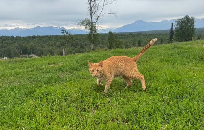 Milo the cat outside in green grass