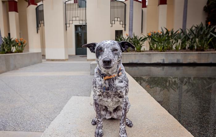 Black and white spotted dog in front of a government building