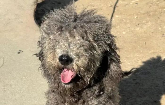 Bentley the doodle with fur over his eyes and tongue out