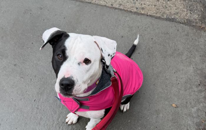 Maggie the dog on a sidewalk wearing a bright pink jacket