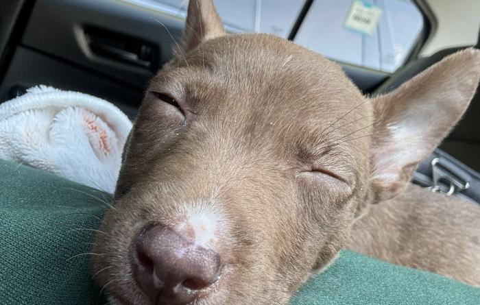 Max the puppy sleeping in a vehicle