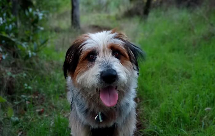 Dune the dog outside on a path surrounded by green grass and trees