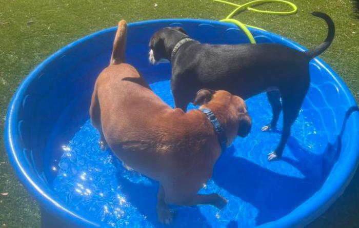 Nigel and another dog in a small blue pool