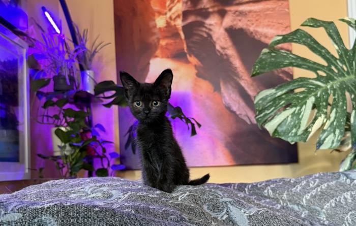 Nosh the kitten on a blanket with a photo of red rocks and a plant in the background