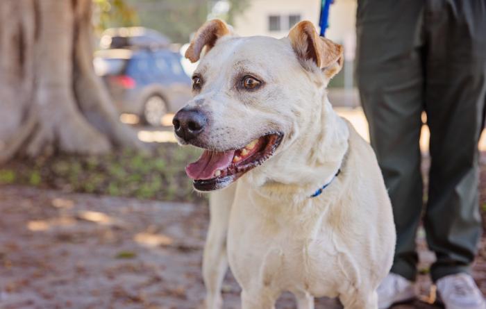 Blond dog being walked outside on a leash