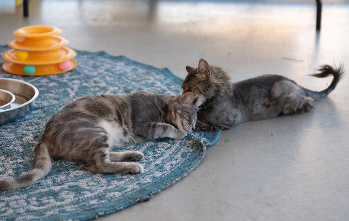 Wally grooming another cat