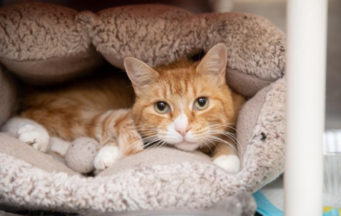 Orange tabby cat snuggled in a cat bed