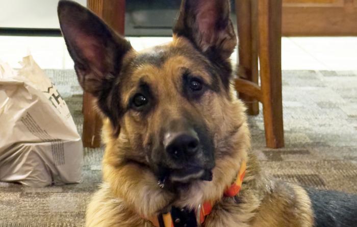 Shadow the dog wearing a collar