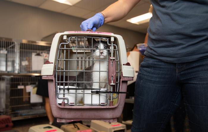 Person in a gloved hand holding a carrier containing a cat