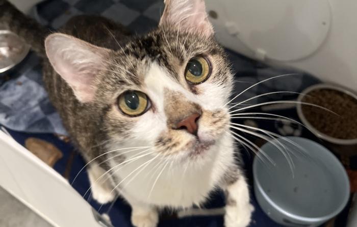 Wanda the cat in her kennel