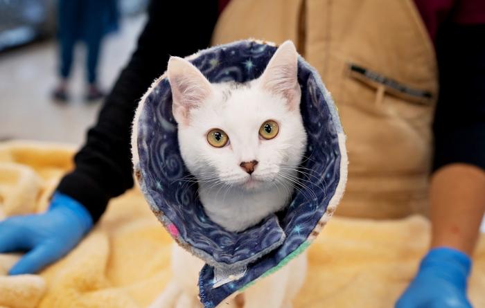 White cat wearing a fabric cone in a person's lap