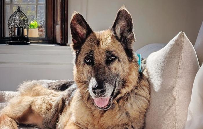 Sheppy the shepherd dog lying on a couch
