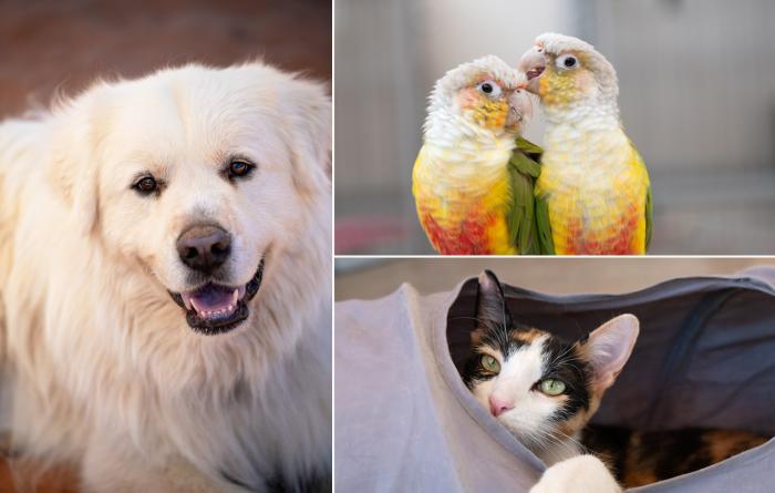 Collage of three images: white smiling dog, two birds interacting, and calico cat peeking out of a tube