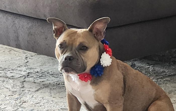 Dog from Angel City Pit Bulls wearing a flower collar