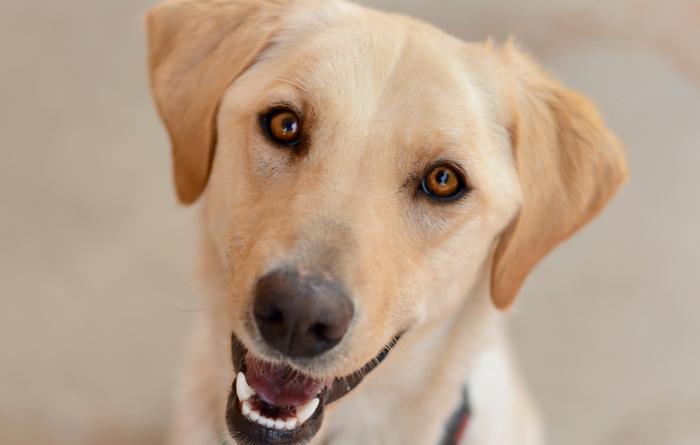 Smiling yellow Labrador dog sitting