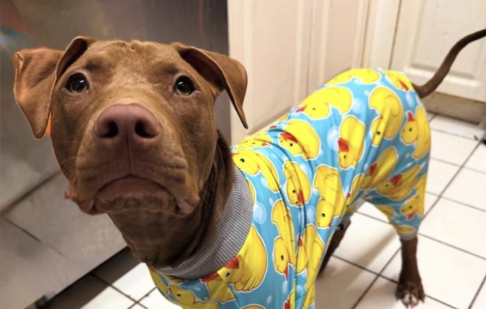 Cinnamon the dog wearing duck pajamas