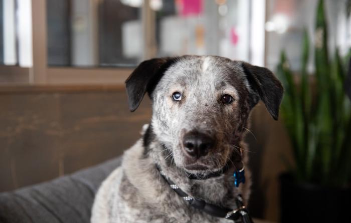 Australian heeler-type dog in a home