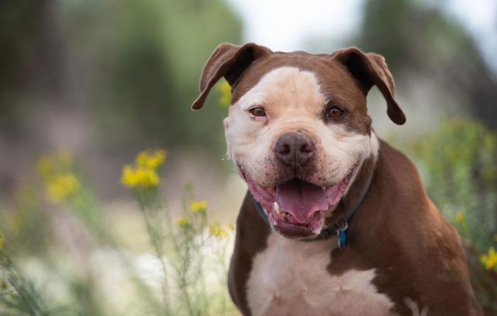 Dog in field of yellow flowers