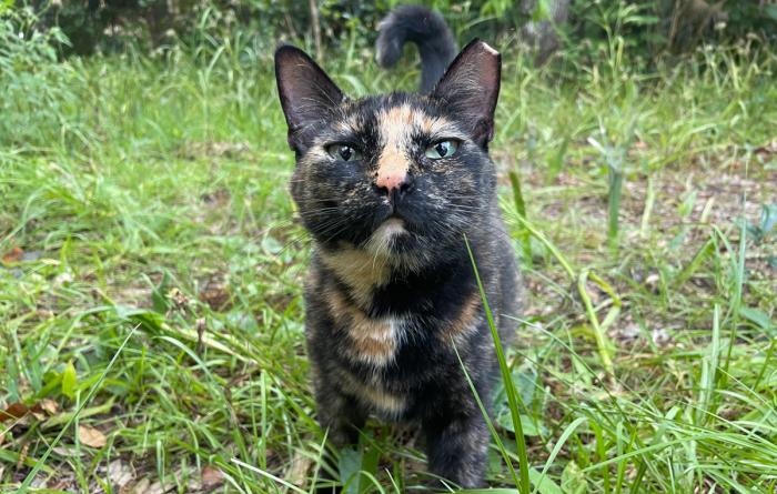 Ear-tipped tortoiseshell community cat outside in green grass