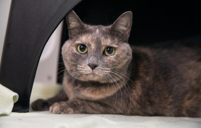 Dilute tortoiseshell cat