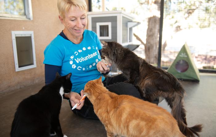 Kim Spragg on the floor at Cat World feeding treats to three cats