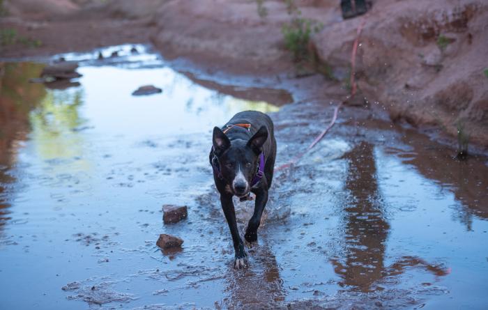 Melon the dog walking in a creek