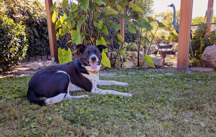 Black and white dog lying down outside in a yard