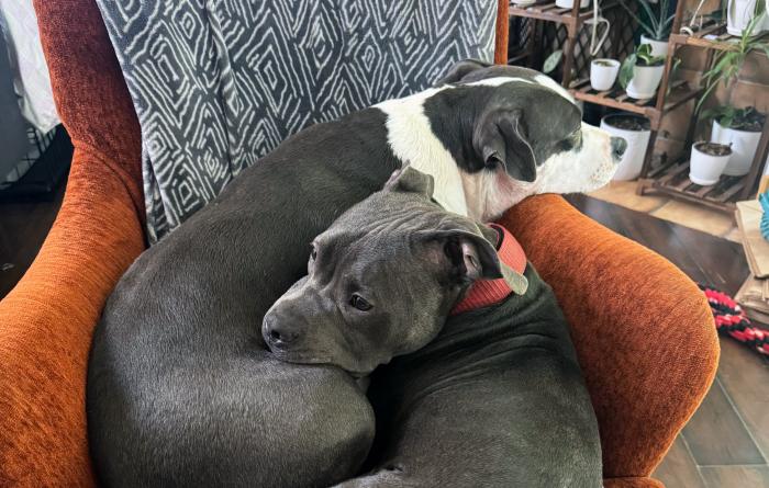Gabriel and another dog snuggling together on a chair