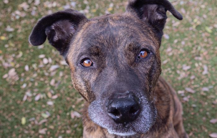 Brindle dog outside on grass
