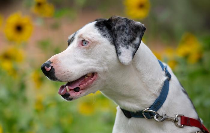 Frankie the dog outside with sunflowers in the background
