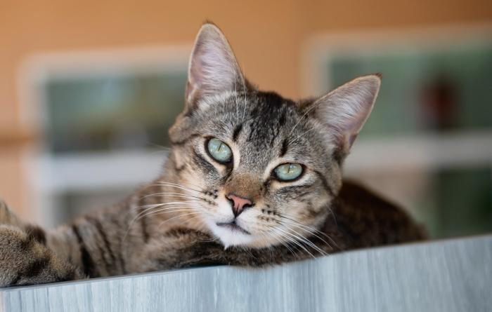 Tabby cat