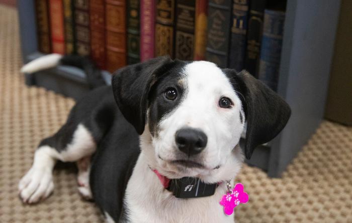 Sylvia the puppy lying in front of a bookcase full of books