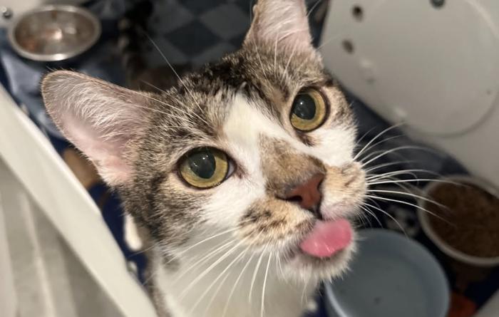 Wanda the cat in a kennel with her tongue out