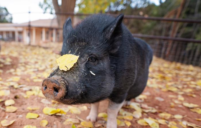 Potbellie pig with a leaf on his snout