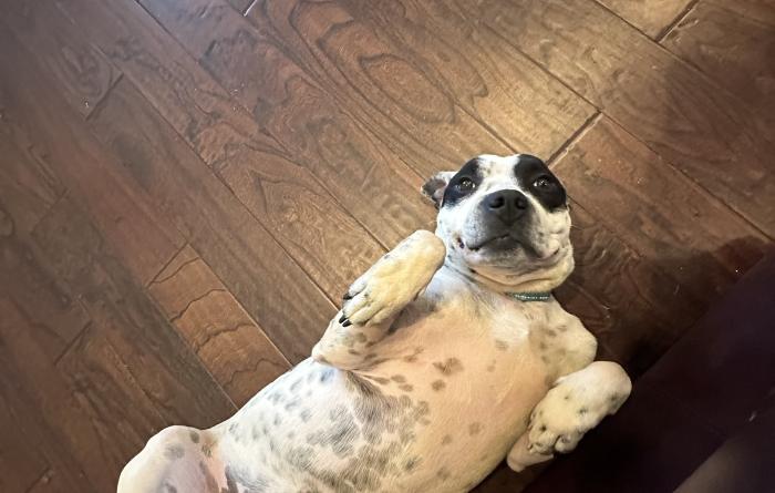 Apollo the dog lying on his back with his belly showing
