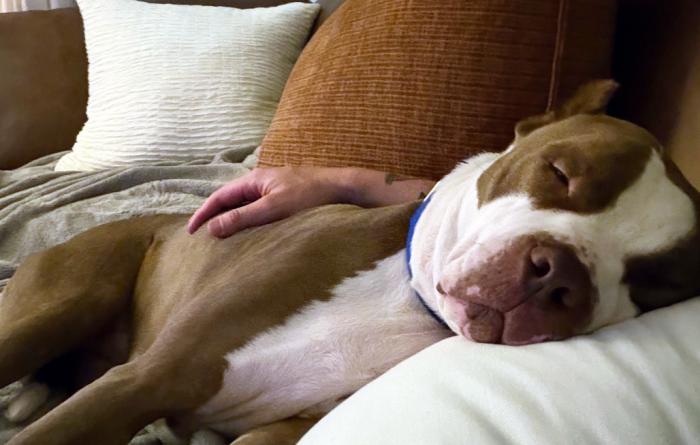Balboa the dog sleeping on a couch with his head on the lap of a person whose hand is cradling him