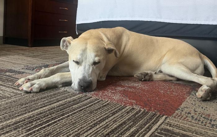 Mr. Bowser the dog lying on the floor of a hotel room during a sleepover