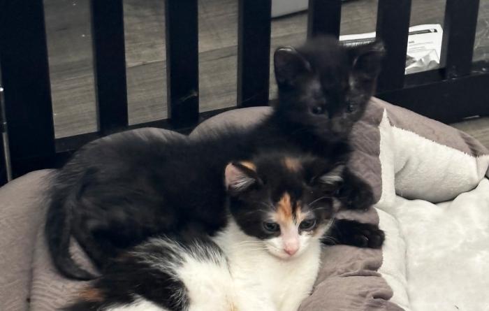 Bradley Cooper and Jennifer Lawrence the kittens snuggling together