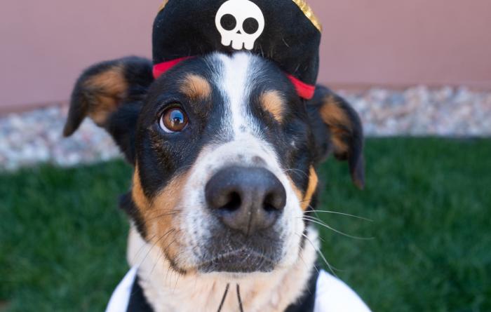 Eyesha the dog in her pirate costume