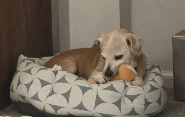 Nuggie the dog with a toy in his dog bed