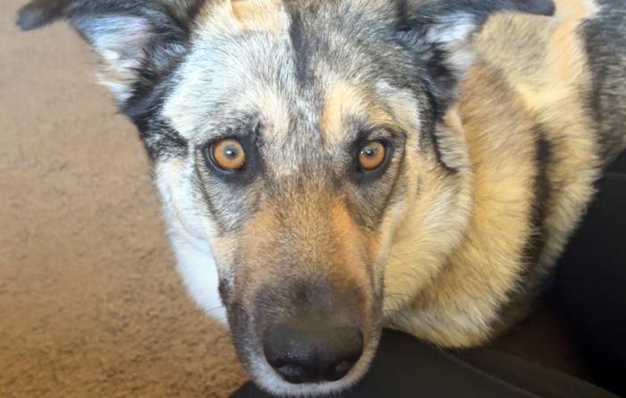 Oakley the dog with her head on a person's knee
