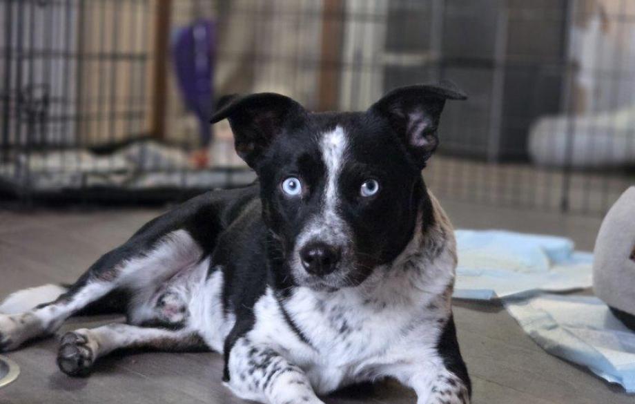 Yang the dog from the Grants shelter lying in front of a wire crate