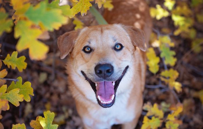 Smiling dog surrounded by autumn leaves