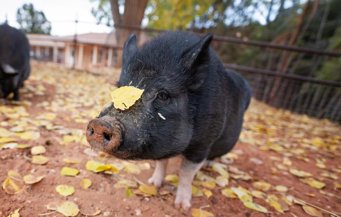 Pig outside with a yellow leaf on his snout