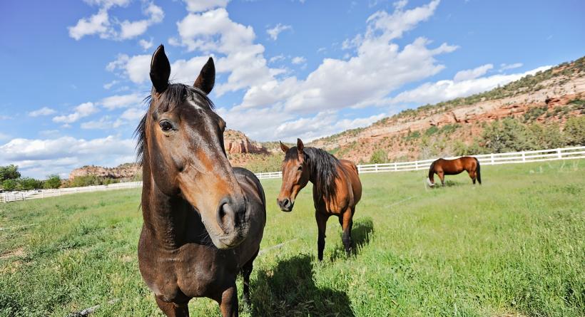 Horses in canyon pasture