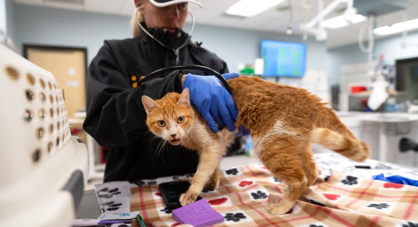 Person giving an orange and white cat a medical exam after a transport from Los Angeles during the wildfires