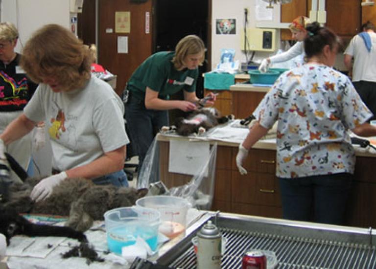 032905catnippers_SI.jpg